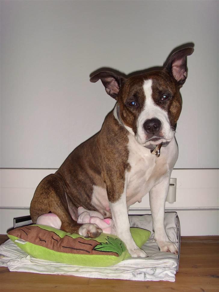 Amerikansk staffordshire terrier <'3 -Louisianna-<'3 R.I.P billede 10