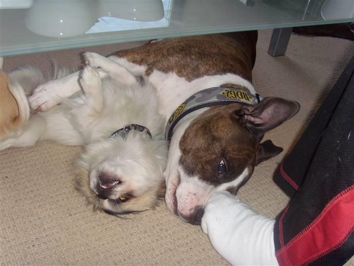 Amerikansk staffordshire terrier <'3 -Louisianna-<'3 R.I.P billede 11