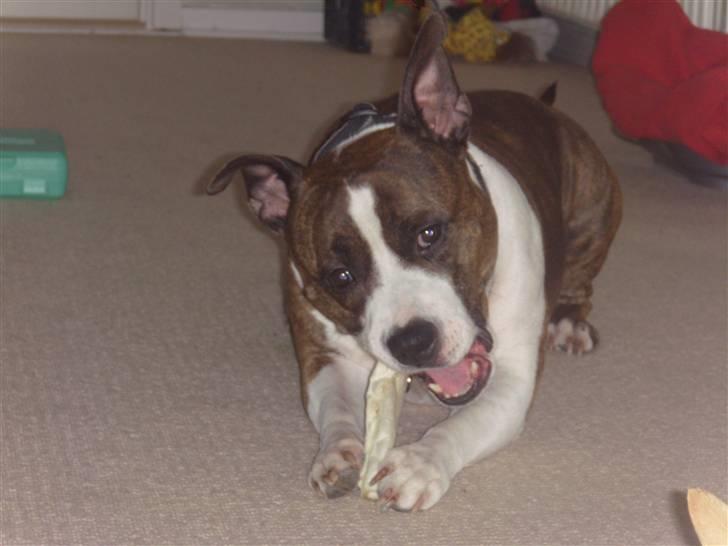 Amerikansk staffordshire terrier <'3 -Louisianna-<'3 R.I.P billede 12