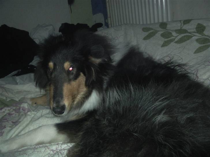 Collie langhåret Kenay (Nitopets) - far´s seng er bare god at ligge i billede 6