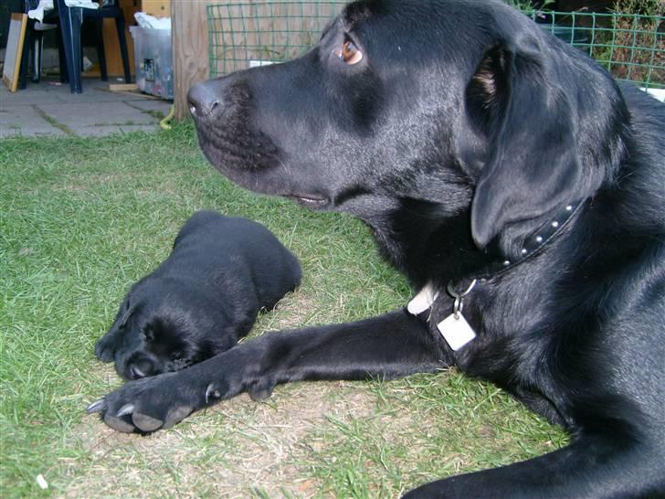 Golden retriever amanda og hugo - her er jeg sammen med bølle han er godt nok kørt træt thi hi billede 1