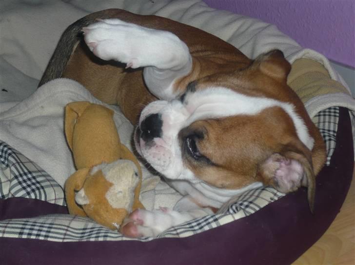 Olde english bulldogge Anjali aka Asja billede 11