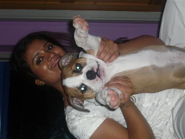 Olde english bulldogge Anjali aka Asja billede 12