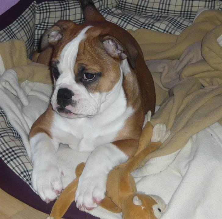 Olde english bulldogge Anjali aka Asja billede 13