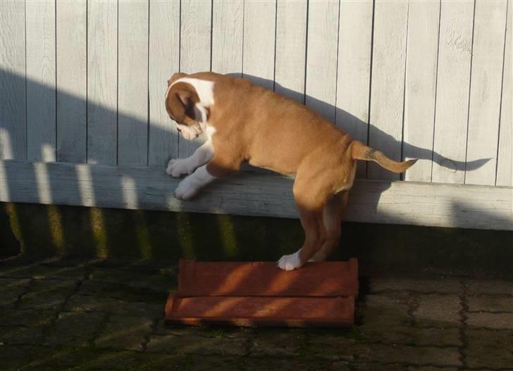 Olde english bulldogge Anjali aka Asja billede 14