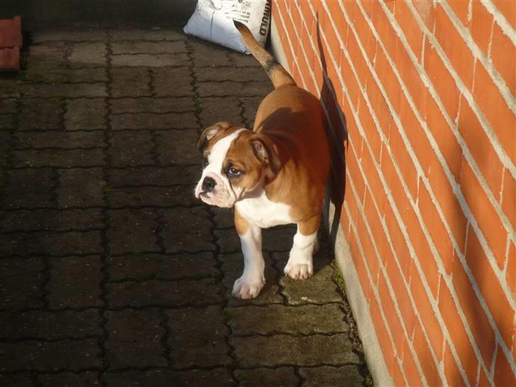 Olde english bulldogge Anjali aka Asja billede 15