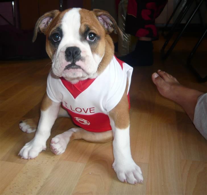 Olde english bulldogge Anjali aka Asja billede 16