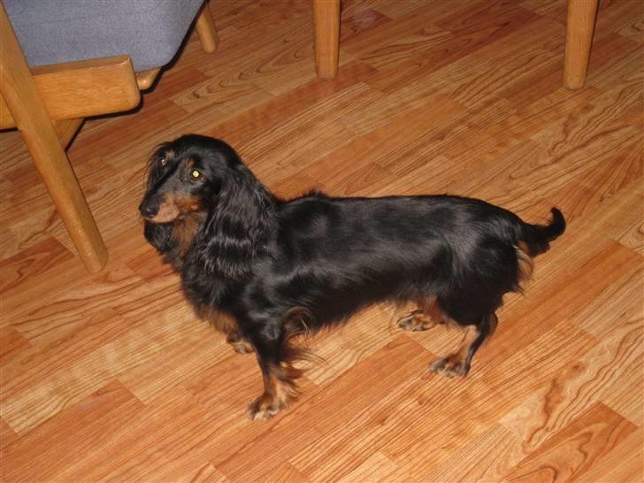 Miniature gravhund Cheerup - Cheerup sort langhåret mini. Maja vildtfarvet ruhåret dværg. Duna rød ruhåret mini. billede 1