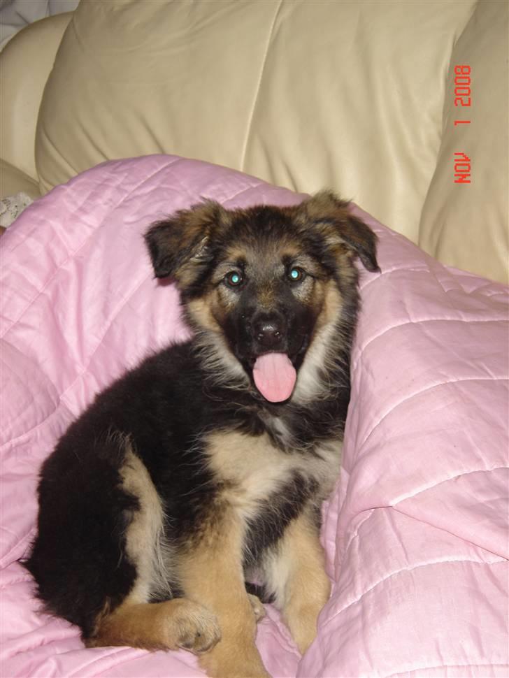 Schæferhund Tammy - dette billede er taget samme aften som hvor jeg kom hjem til min nye fammilie billede 6