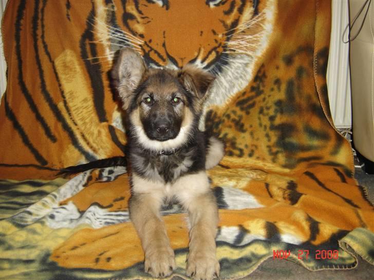 Schæferhund Tammy - Er jeg ikke bare fin :o) (og mit ene øre er begyndet at stritte hele tiden) billede 7