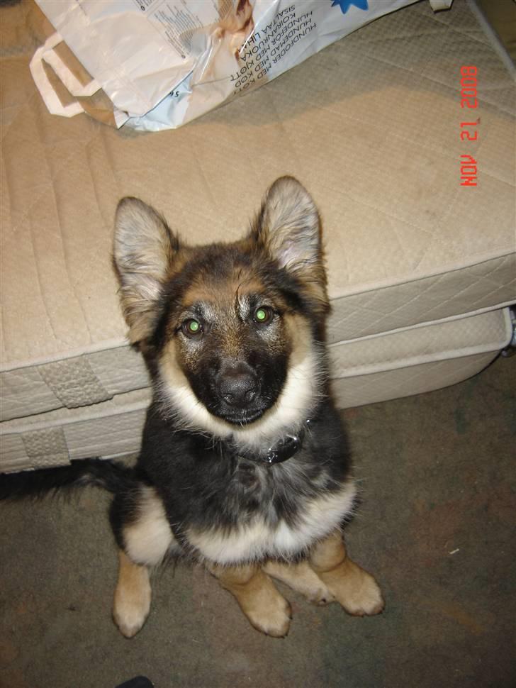 Schæferhund Tammy - se sådanne kommer jeg til at se ud når mine øre stritter (de falder ned igen når jeg kigger ned) billede 8