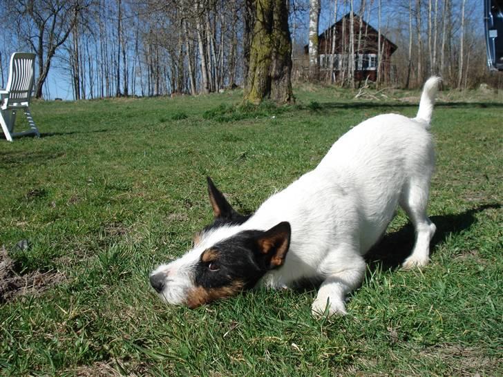 Blanding af racer Otto billede 1