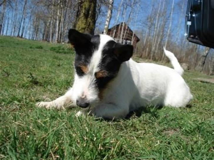 Blanding af racer Otto billede 2