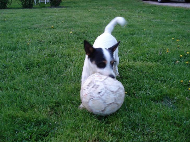 Blanding af racer Otto billede 3