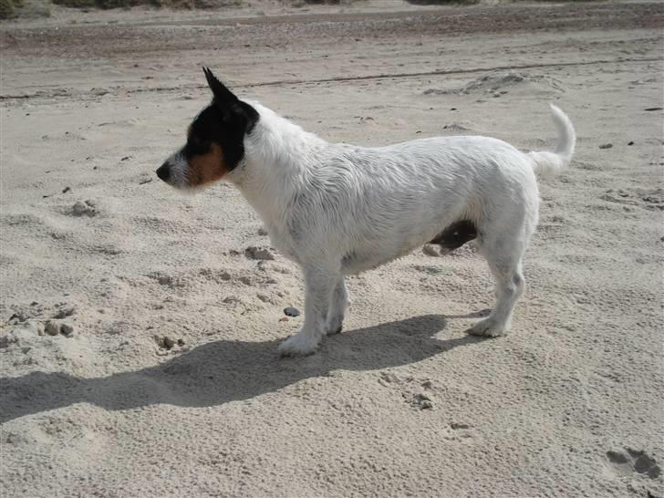 Blanding af racer Otto billede 4