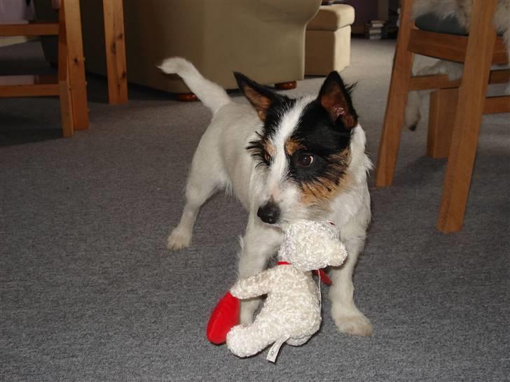 Blanding af racer Otto billede 5