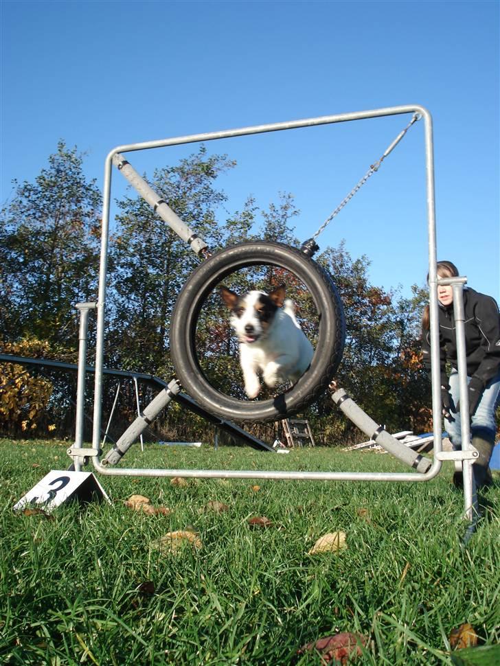 Blanding af racer Otto billede 6