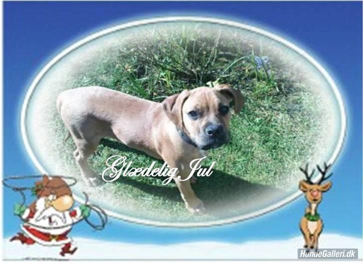 Blanding af racer Tyson billede 17