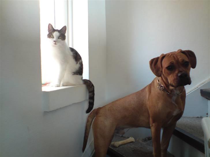 Blanding af racer Tyson billede 18