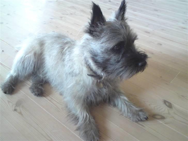 Cairn terrier .•:*¨¨*:•.Olli.•:*¨¨*:• billede 4