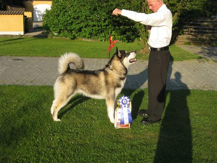 Alaskan malamute kiano billede 1