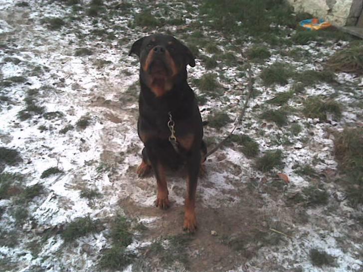 Rottweiler marcus billede 11