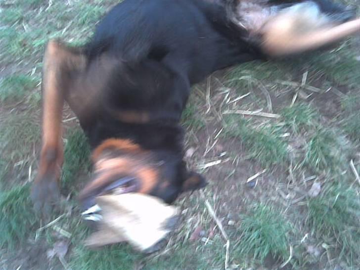 Rottweiler marcus billede 12