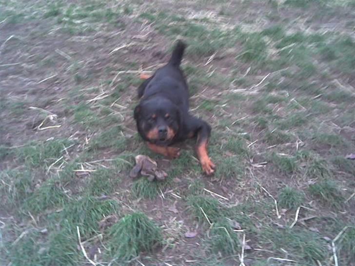 Rottweiler marcus billede 13