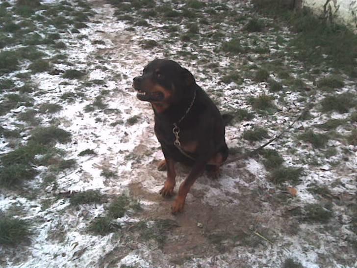 Rottweiler marcus billede 14