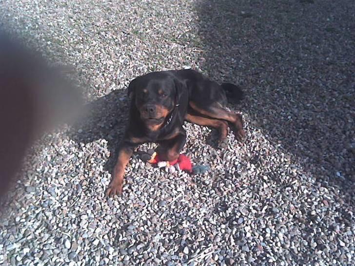 Rottweiler marcus billede 15