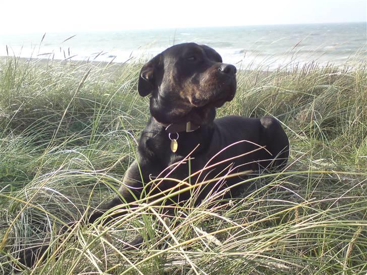 Blanding af racer Molly - På lild strand =) billede 1