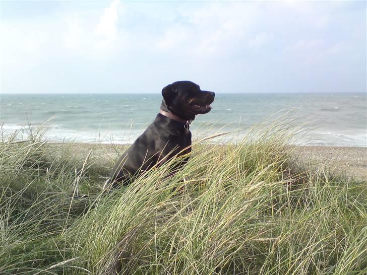 Blanding af racer Molly - På lild strand =) billede 3