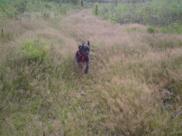 Blanding af racer Molly - Første tur i skoven =) billede 4