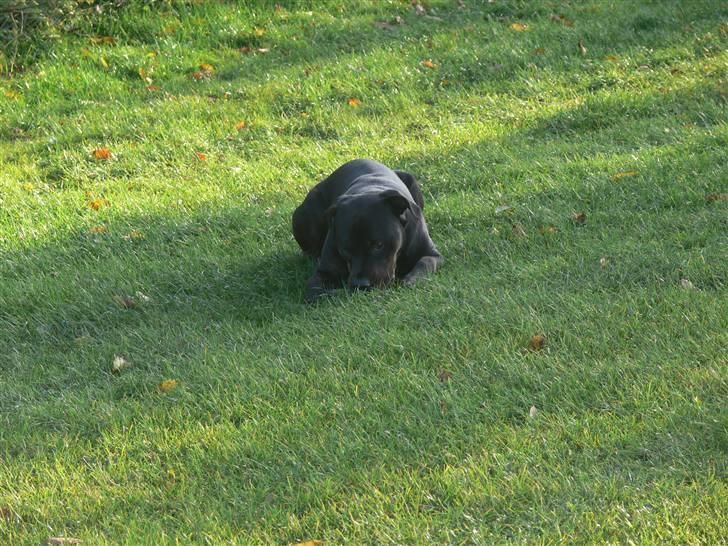Blanding af racer Molly - Ved hornum sø, og et fundet stykke træ =D billede 5