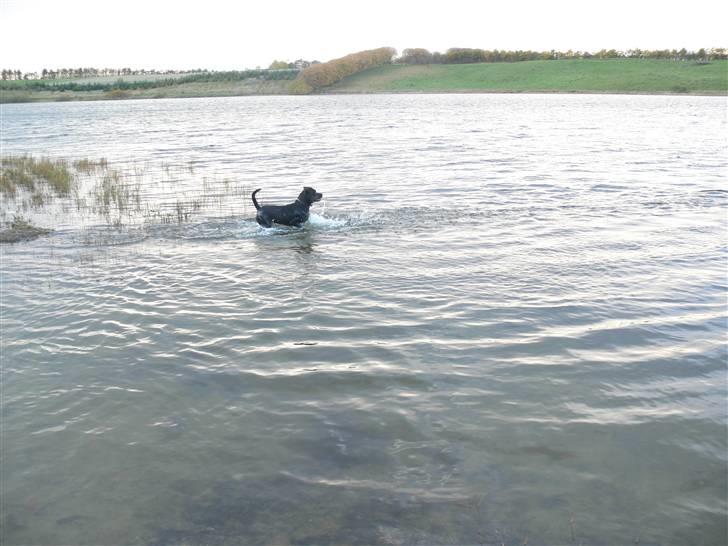 Blanding af racer Molly - I hornum sø, med en anden huns =) billede 6