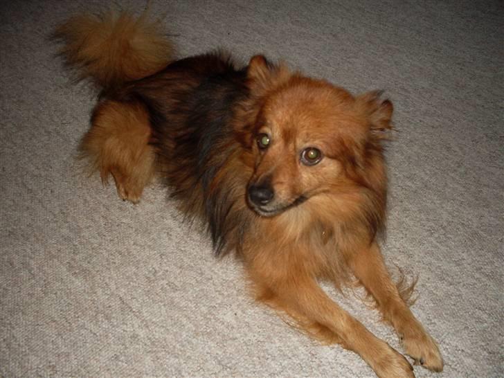 Mittelspitz Bamse billede 1