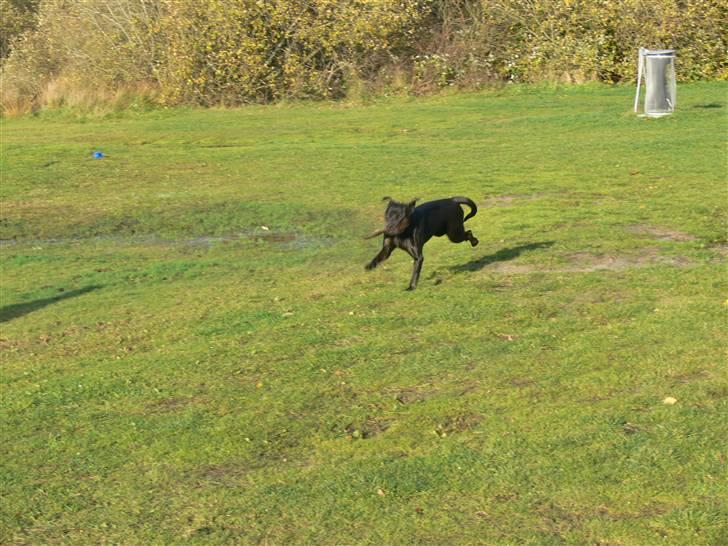 Blanding af racer Molly - Lege lege træ ved hornum sø =) billede 7