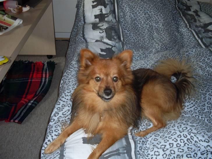 Mittelspitz Bamse billede 2