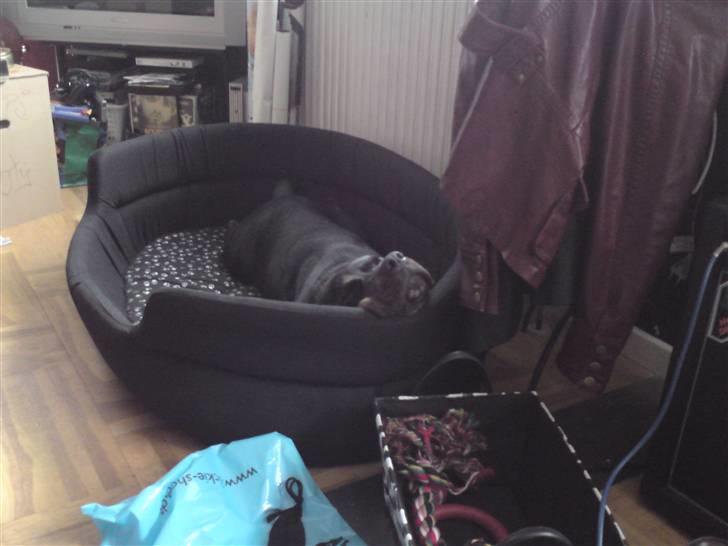 Blanding af racer Molly - En af de første dage hjemme på mit værelse. Sådan slapper man af. billede 8