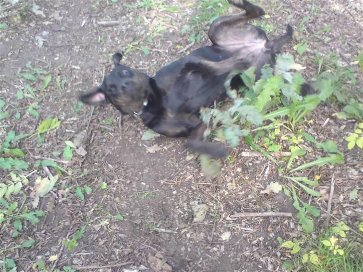 Blanding af racer Molly - Rulle Rulle billede 9