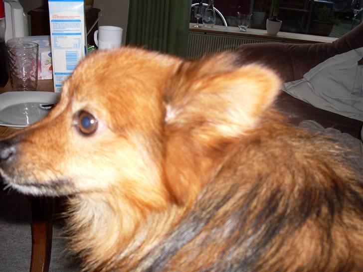 Mittelspitz Bamse billede 4