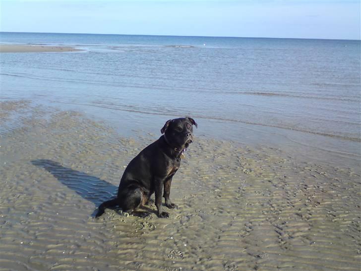 Blanding af racer Molly - Første tur på stranden billede 11