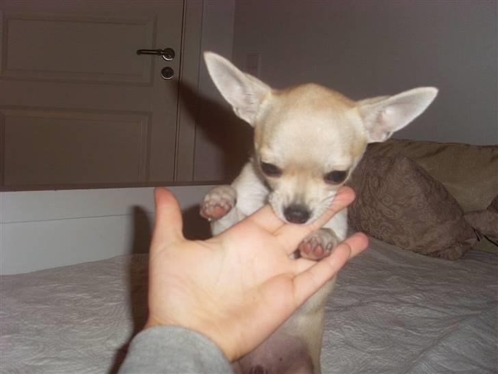 Chihuahua Chilli billede 4