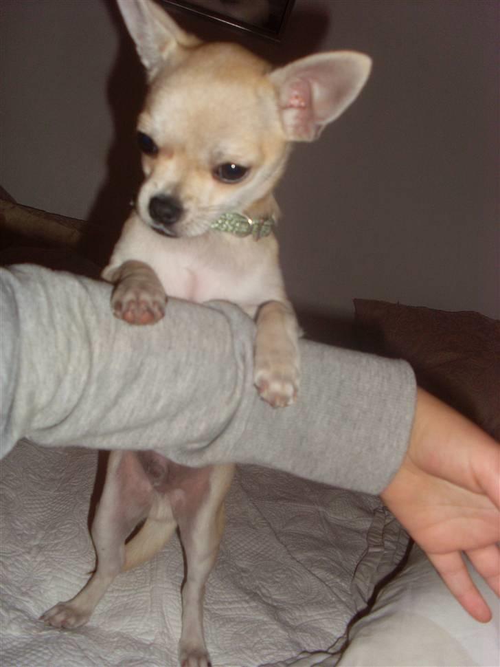Chihuahua Chilli billede 5