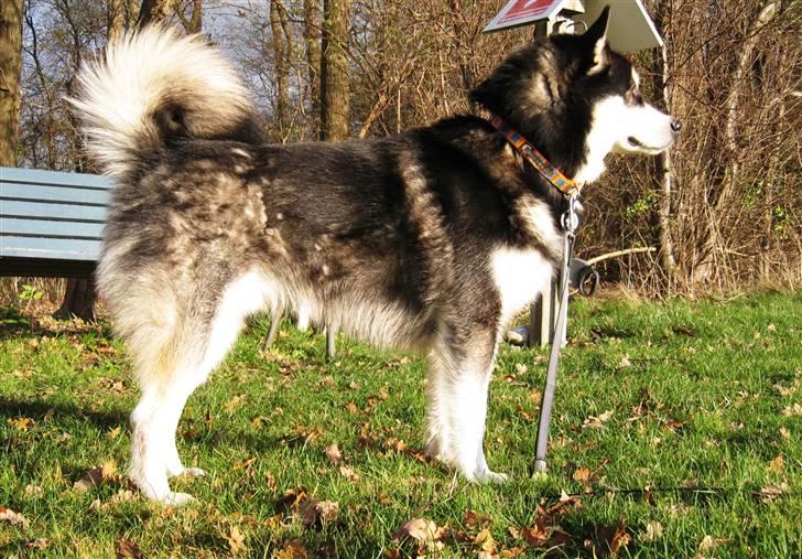 Alaskan malamute Chinuq - chinuq 3 år gammel og lidt i fæld billede 12