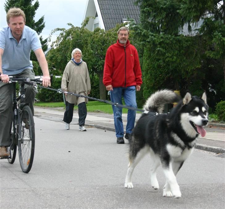 Alaskan malamute Chinuq billede 13