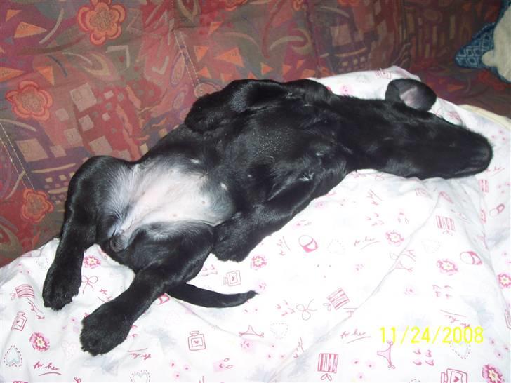 Blanding af racer Labrador/Gravhund  COCO.  R:I:P:     lille skat    - Kan du stå for maven ? billede 8