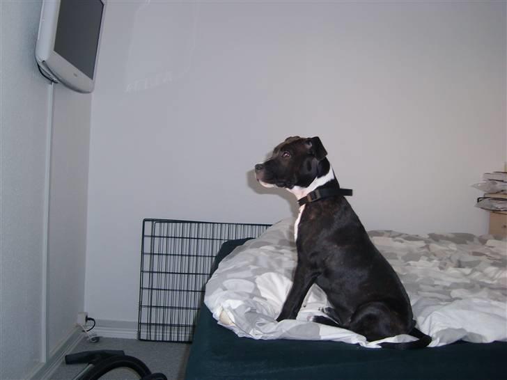 Staffordshire bull terrier Xena - 5½md gammel... billede 14