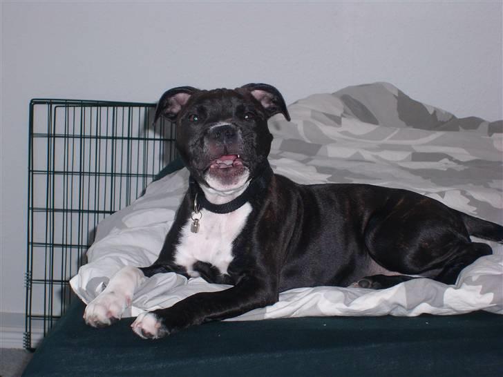 Staffordshire bull terrier Xena - 5½md gammel... billede 15