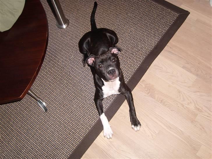 Staffordshire bull terrier Xena - 5½md gammel... billede 16